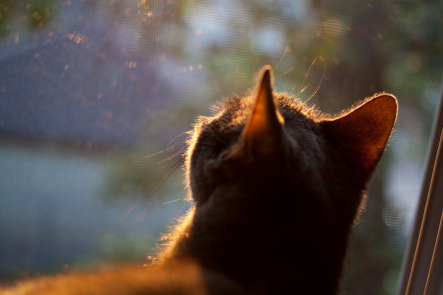 仰泳冲刺希腊队节奏稳定，仰泳国际比赛