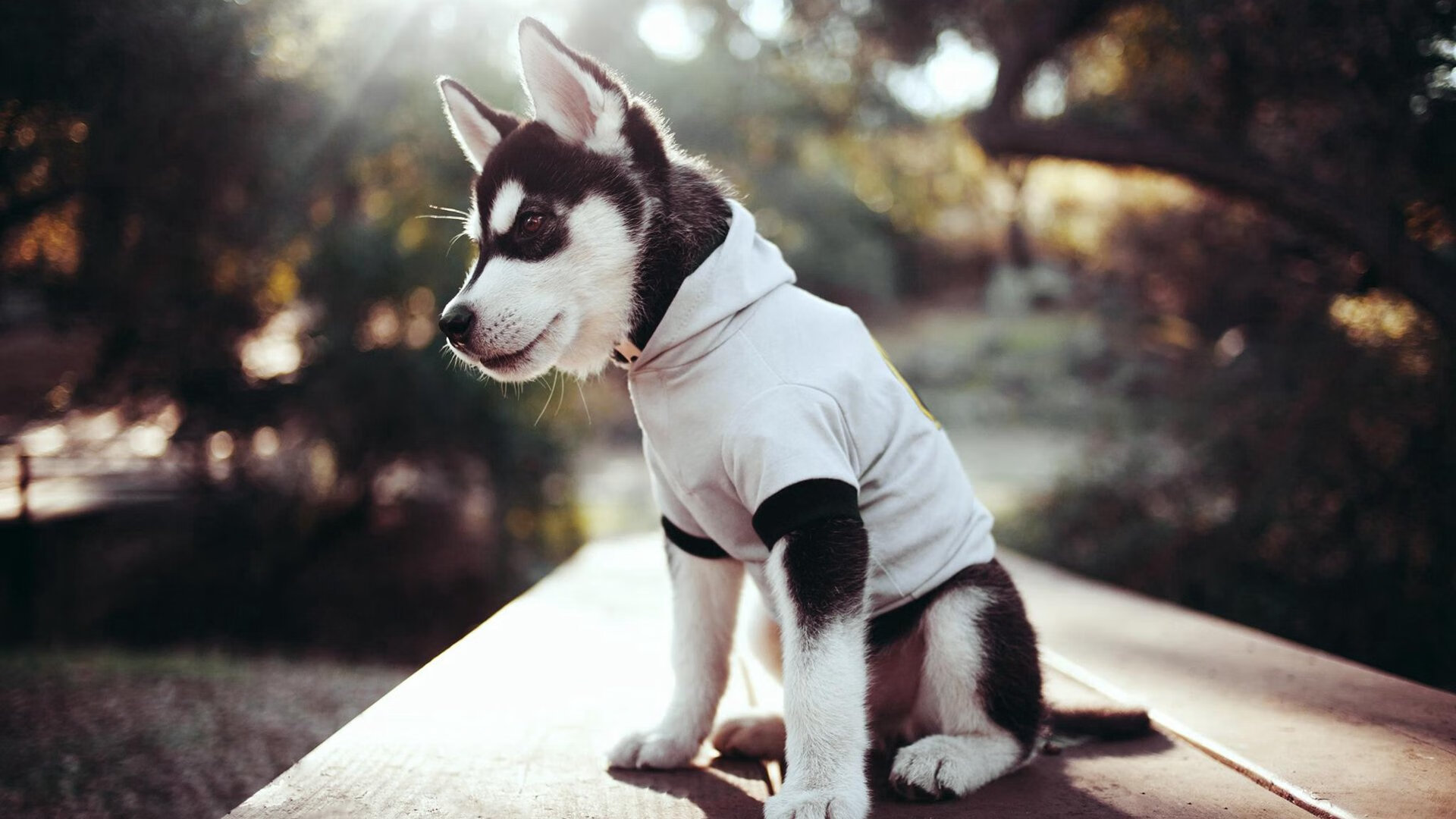 国际跳水大奖赛中国队包揽金银,国际跳水委员会