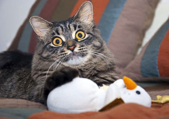 斯洛伐克男篮在欧洲赛场中奋力追梦，冲击更高荣誉目标，斯洛伐克男篮怎么样