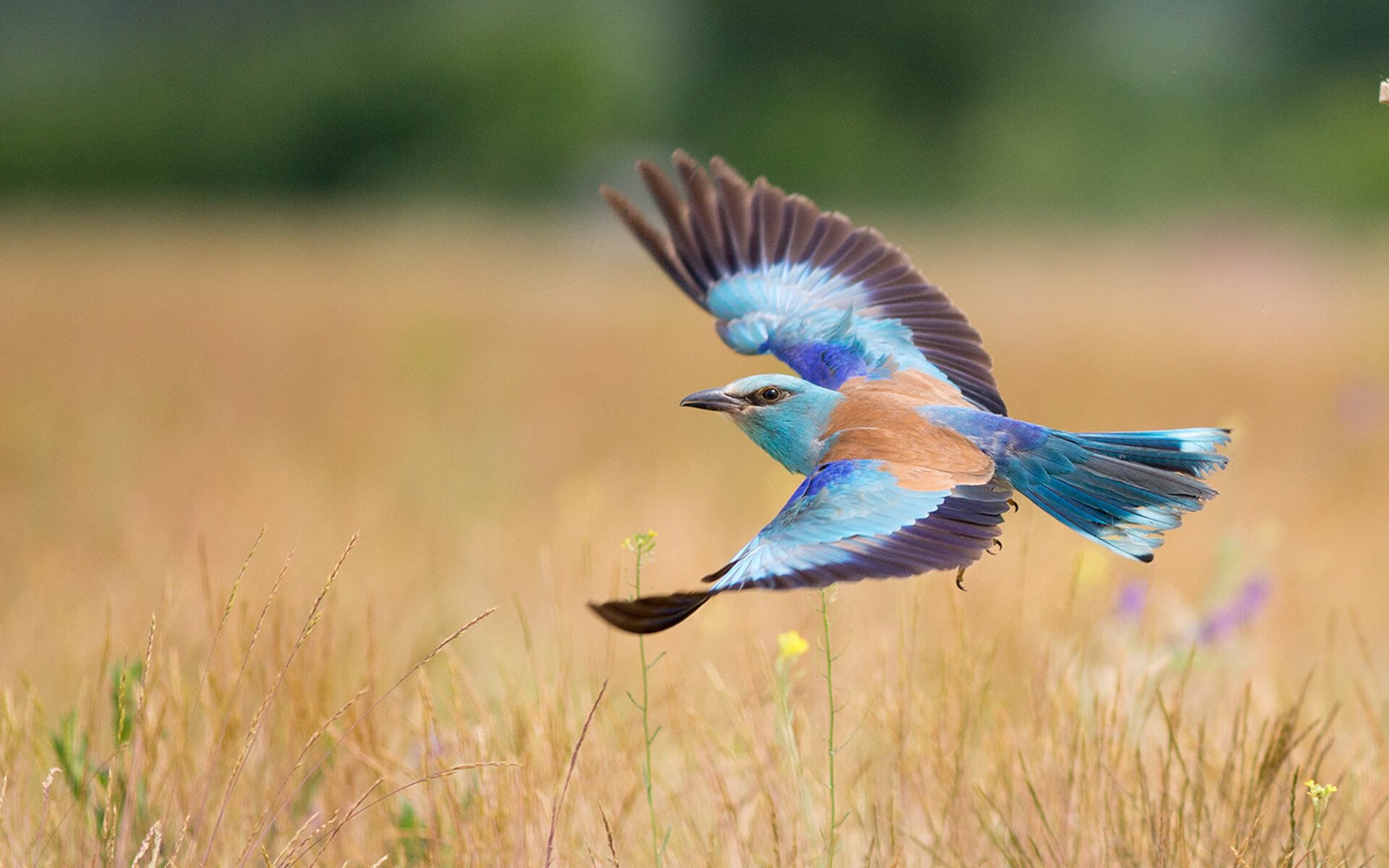 开云app-皮特·斯图斯：打破纪录，刷新南非队防守新标准，南非球员