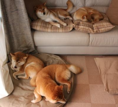 Radisavljevic 传达出跨国运动员奋斗故事的力量