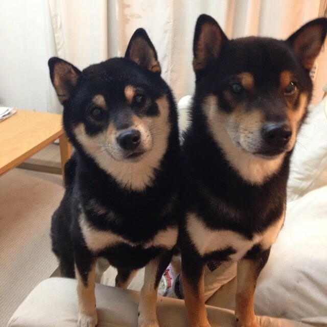 中国足球比赛中VAR技术的应用与问题,国际足联var使用规则